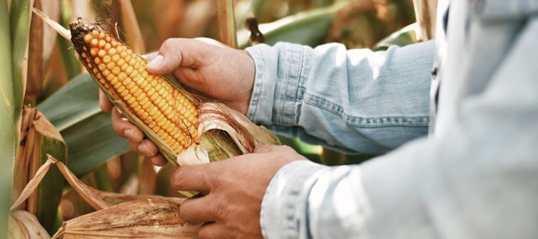 Harvesting an ear of corn