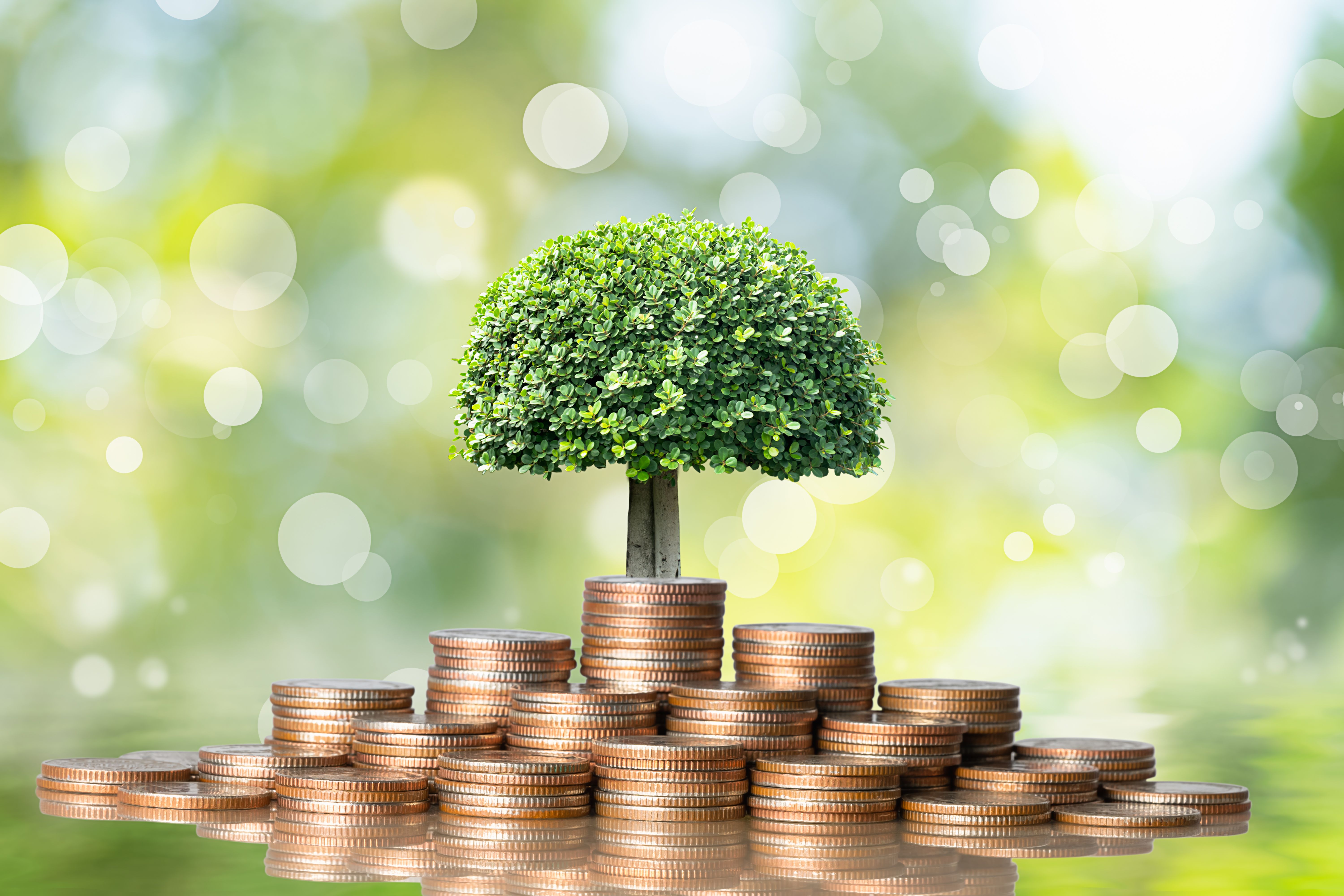 Piles of coins growing with a tree to suggest positive savings growth.